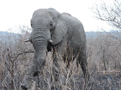 One of the famed elephants.